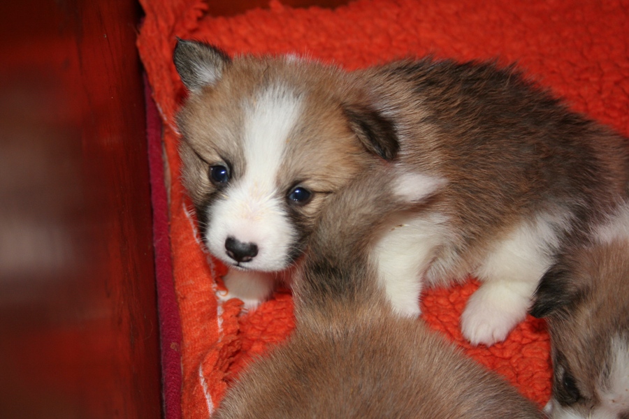 Puppies